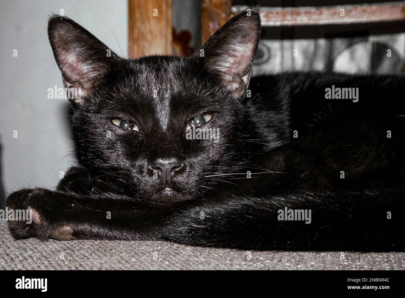 Elegante schwarze persische Katzen-Lounges auf einem Stuhl mit luxuriösen Augen und entspanntem Stil. Perfekt für Tierliebhaber Stockfoto