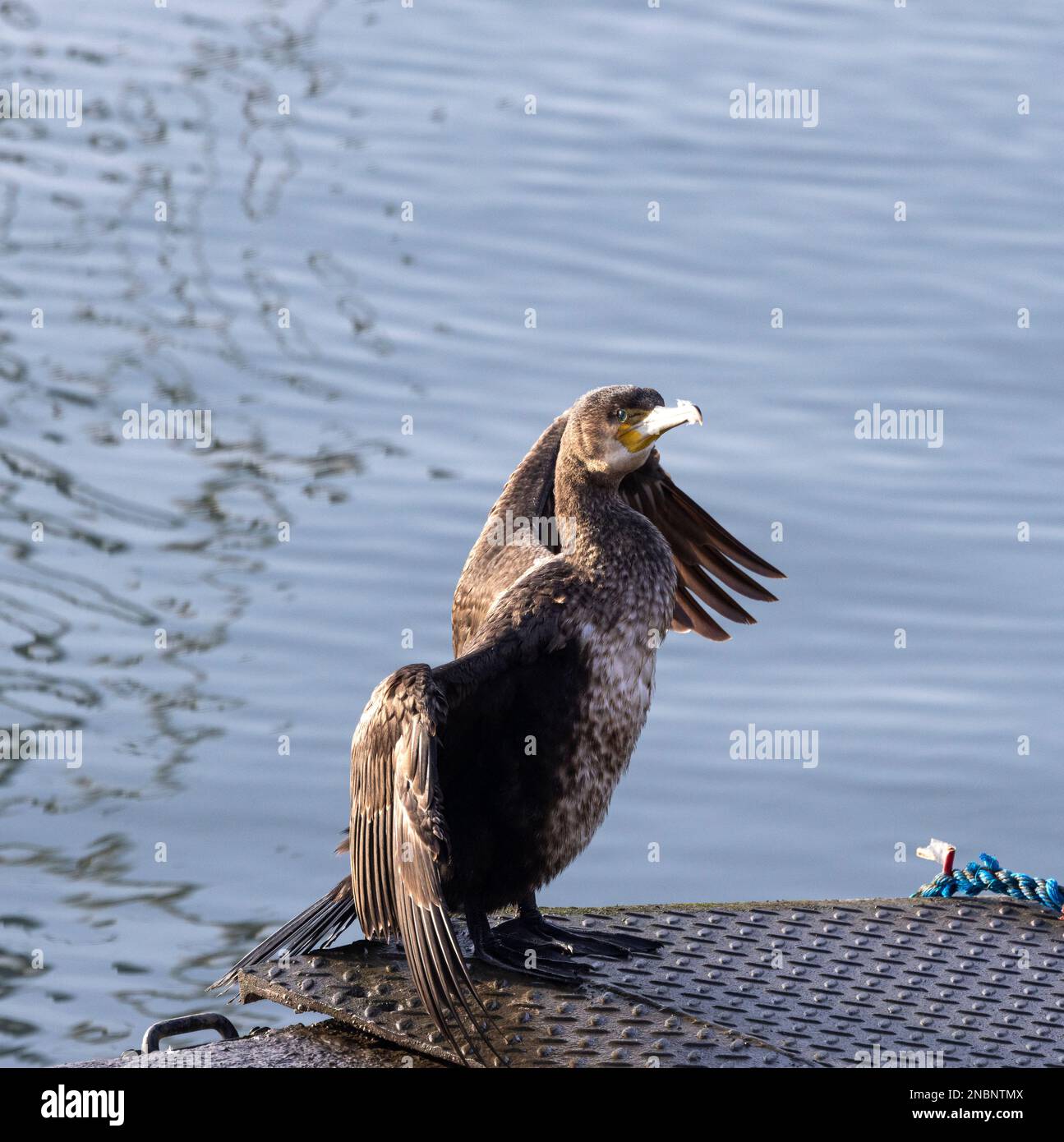 Am Kai befindet sich ein junger Cormorant mit ausgestreckten Flügeln. Diese Haltung dient dazu, das Gefieder nach dem Tauchen auf der Suche nach Essen auszutrocknen. Stockfoto