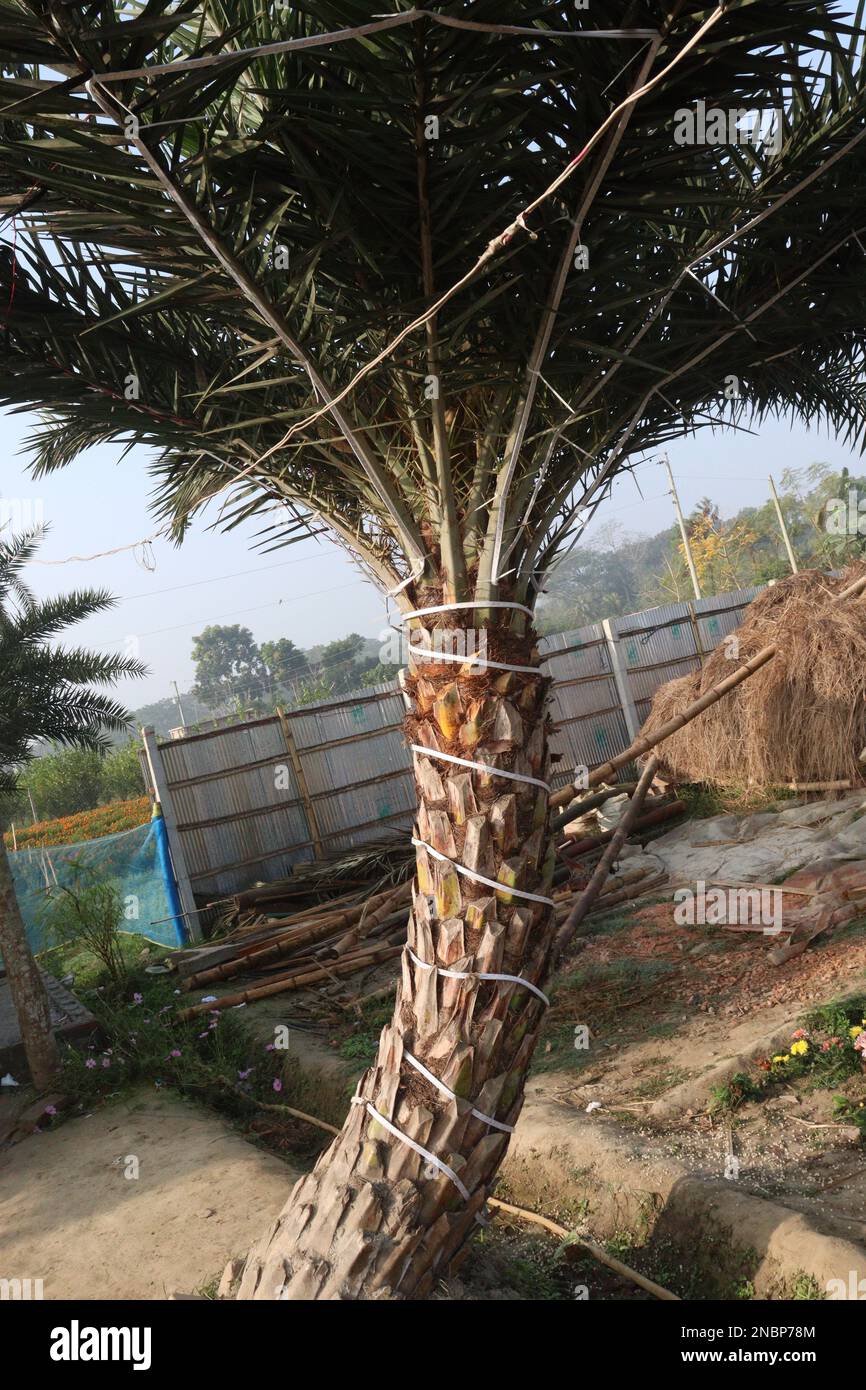 Grün gefärbter Dattelbaum auf dem Bauernhof für die Saftsammlung ist Barware Stockfoto