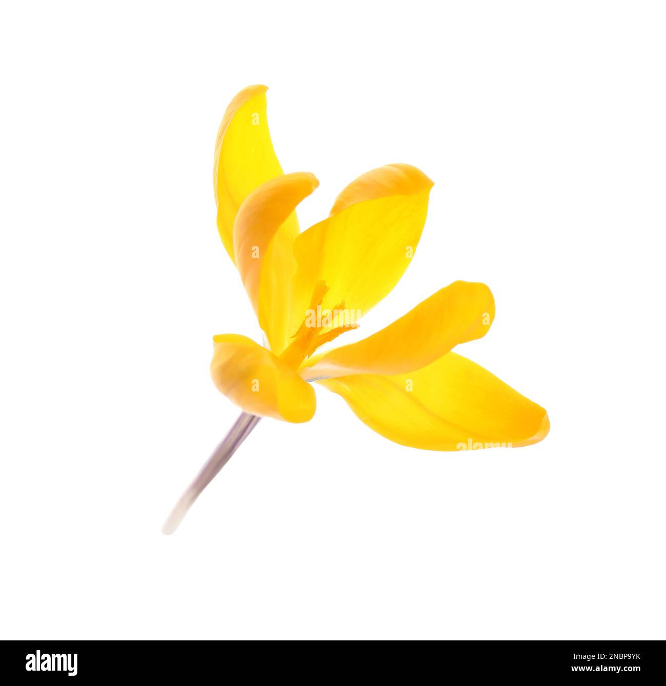 Wunderschöne gelbe Krokusblume, isoliert auf Weiß Stockfoto