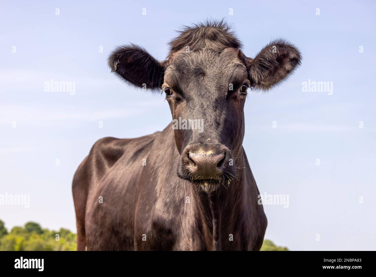 Schwarze Kuhschönheit, mittelgroße Frontansicht, blauer Hintergrund, glänzend und gutaussehend Stockfoto