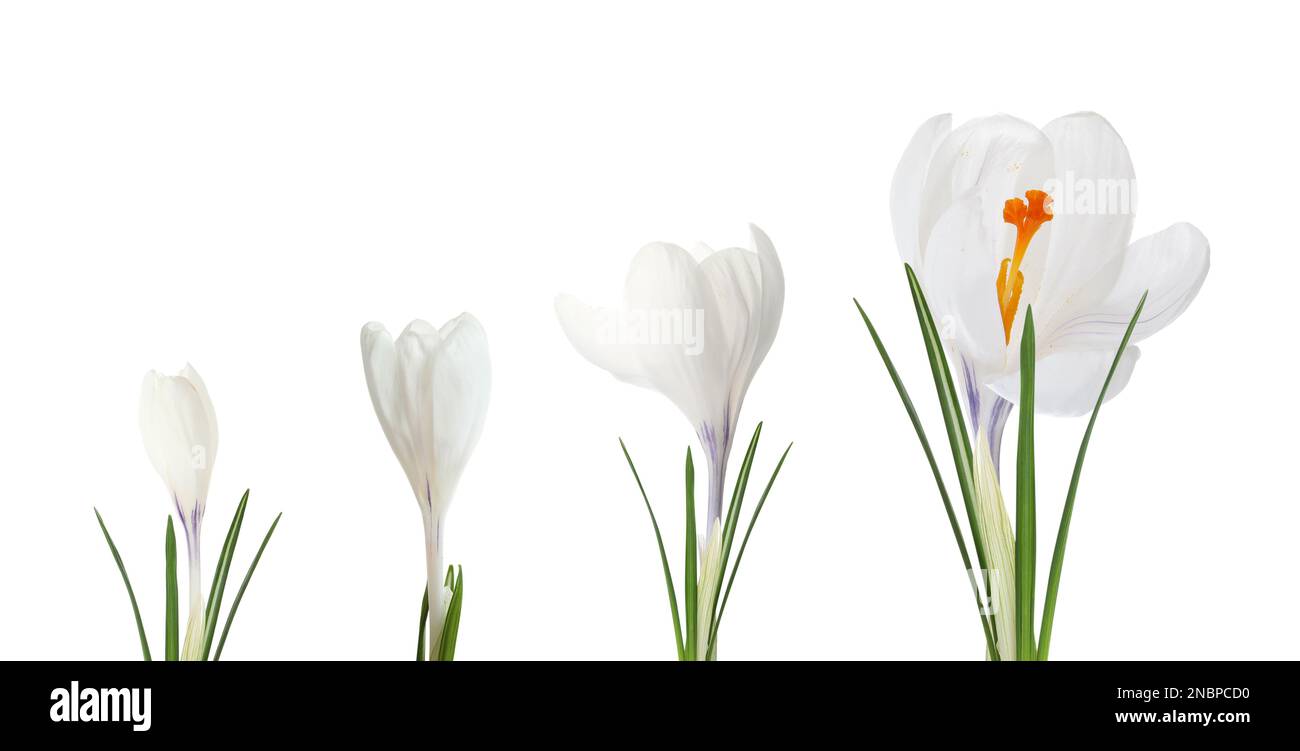 Wunderschöne Frühlingskrokusblüten auf weißem Hintergrund, Bannerdesign. Wachstumsphasen Stockfoto