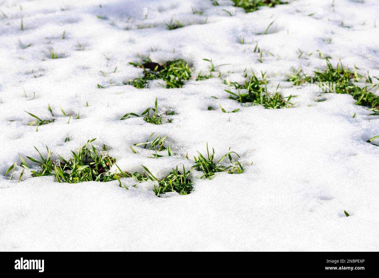 Setzlinge von Winterweizen auf dem Feld, grüne Sprossen im Schnee. Stockfoto