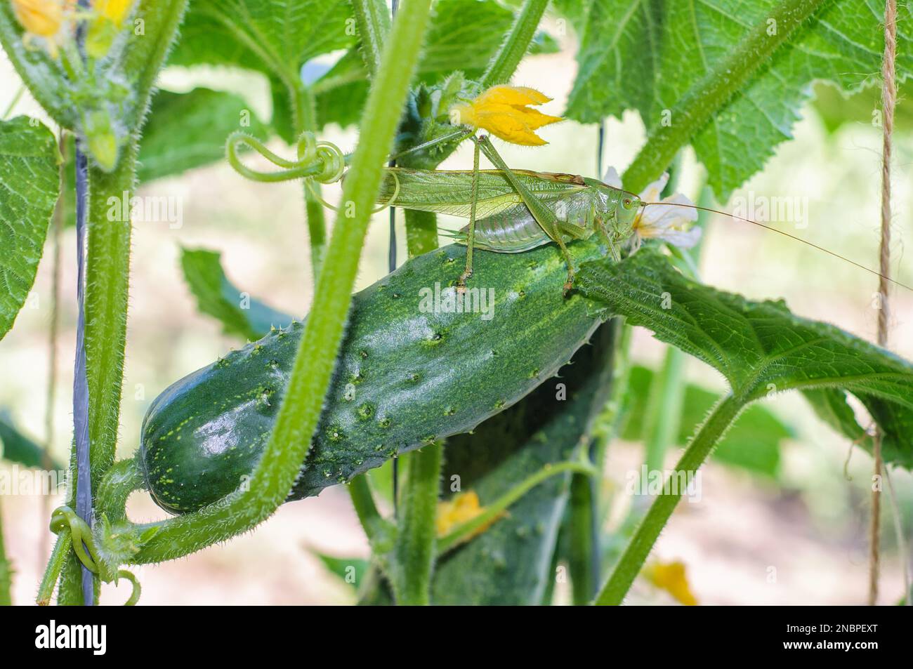 Ein grüner Grashüpfer sitzt auf einer Gurkenfrucht vor einem Hintergrund aus Blättern und Blumen. Ein grüner Grashüpfer ist wie eine Gurke. Stockfoto