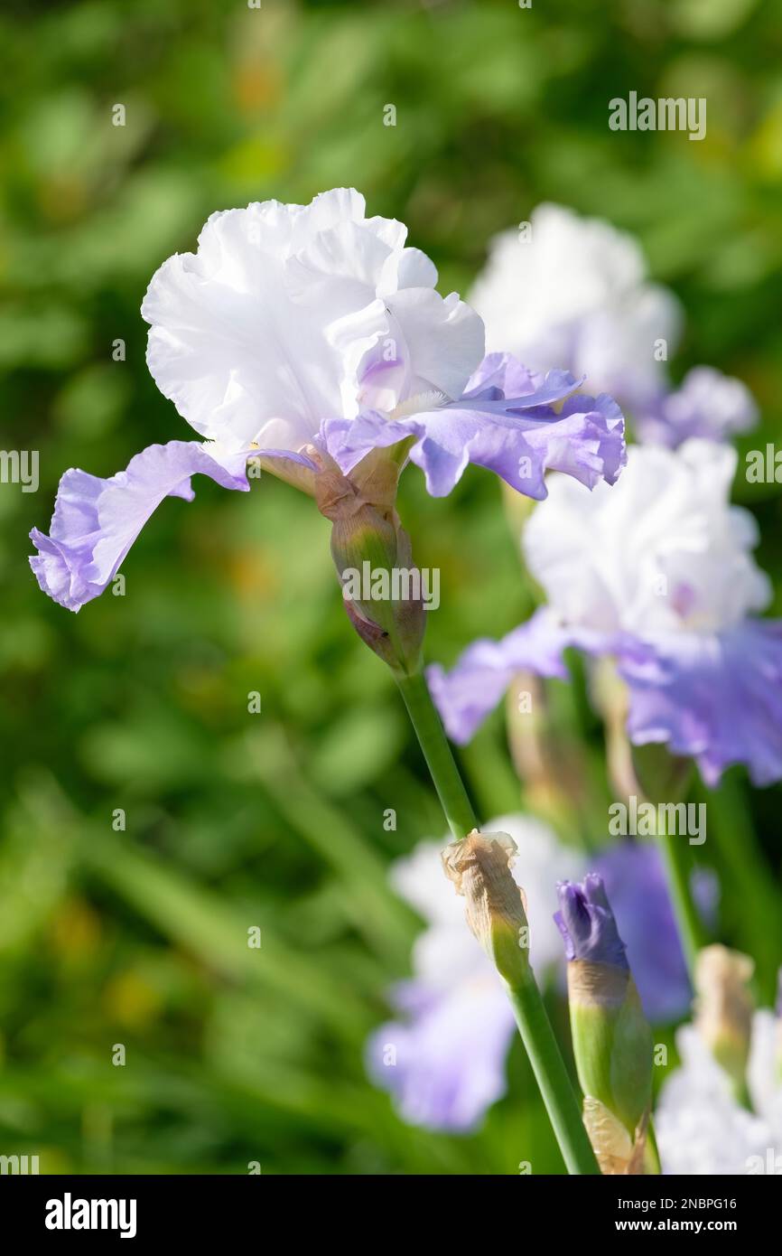 Iris Lark erhebt sich, hoher Bart, lavendelblaue Rüschen, gelber Bart, blassblaue und weiße Standards. Stockfoto