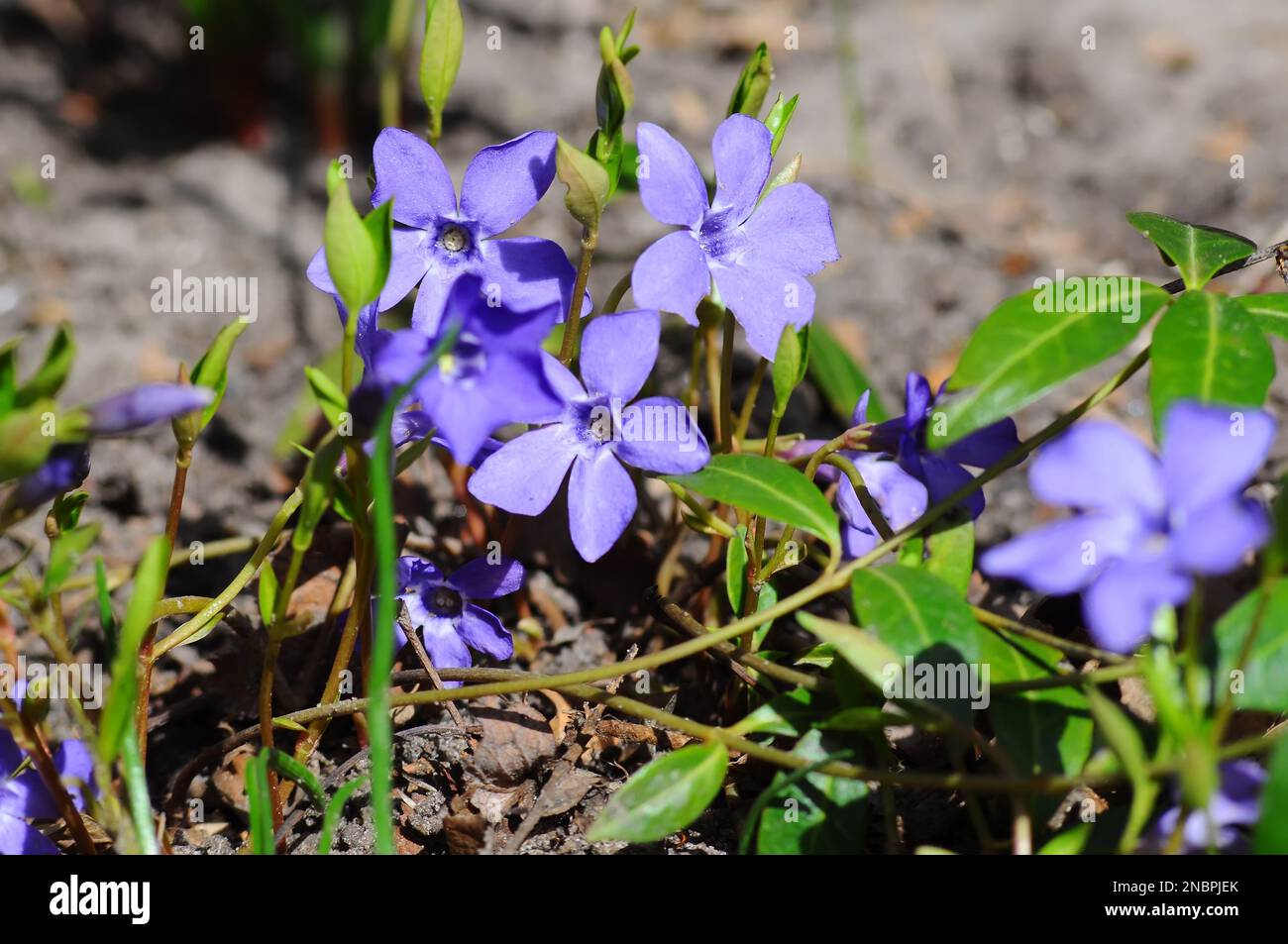 Nahaufnahme mit blauer Blume und unfokussiertem Hintergrund. Stockfoto