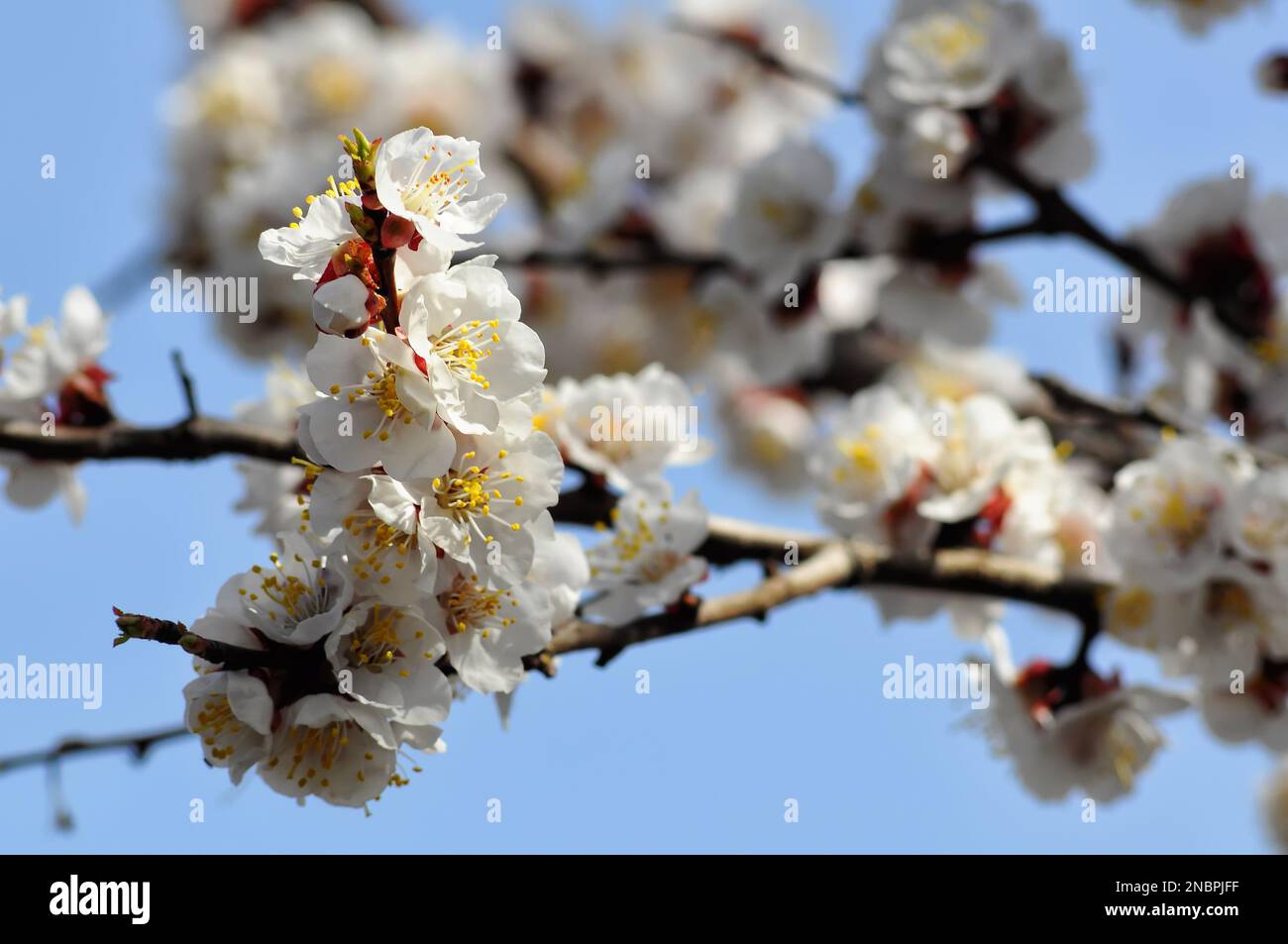 FrühlingsAprikosenblüten, blühende Obstbäume, weicher Fokus, Blumenhintergrund. Stockfoto
