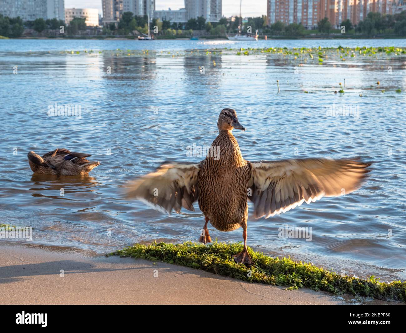 Nahaufnahme einer wilden Ente mit weit auseinander liegenden Flügeln, die auf den Füßen auf dem grünen Seegras am Ufer des Dnipro in Kiew, Ukraine, steht. Stockfoto