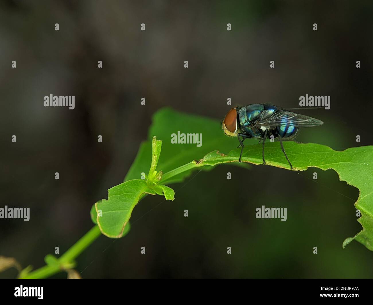 Die gewöhnliche grüne Flasche fliegt auf einem grünen Blatt mit Unschärfe und Bokeh-Hintergrund. Stockfoto