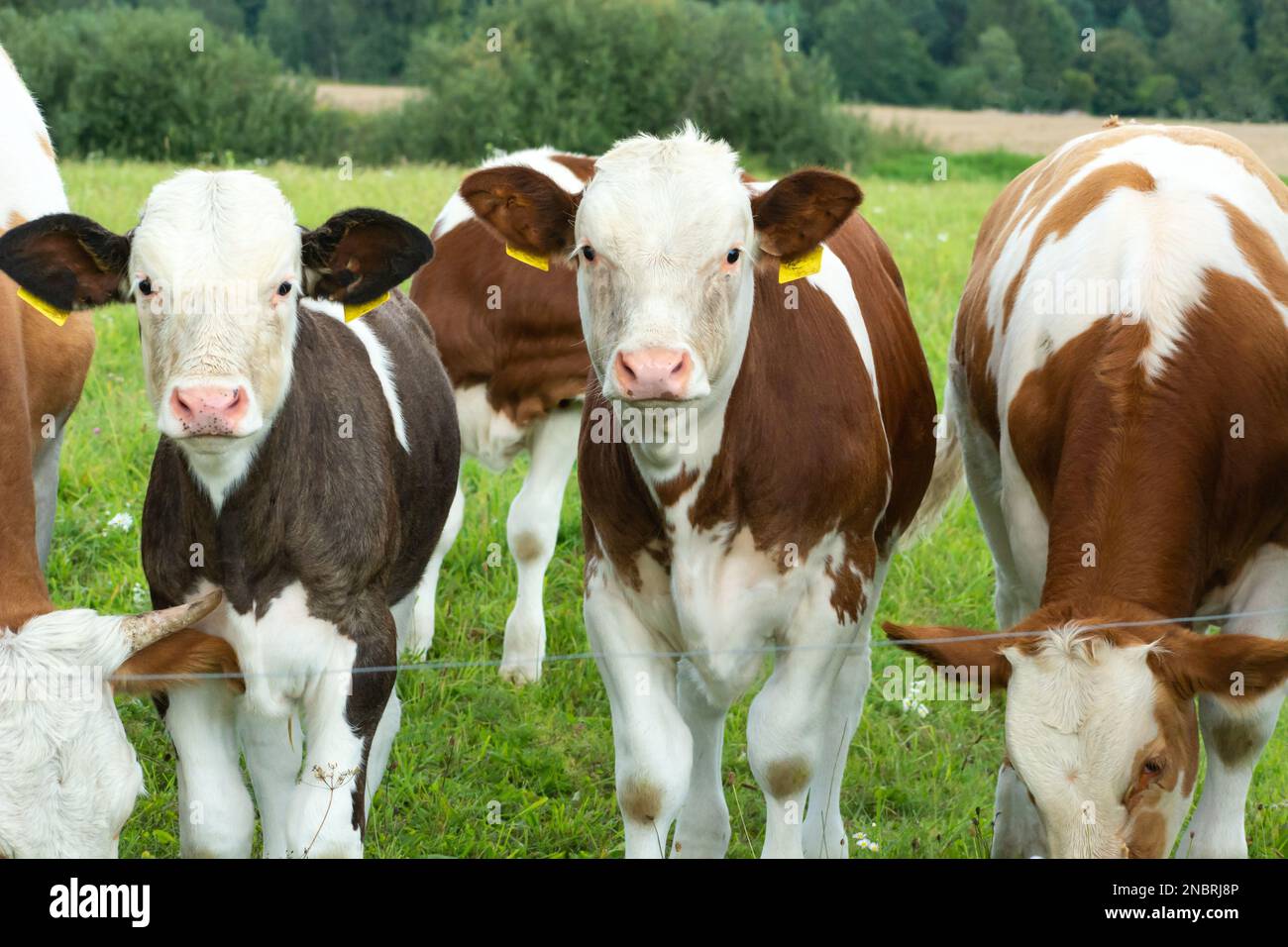 Zwei Kuhkälber in einer Herde auf der Wiese, Sommertag Stockfoto