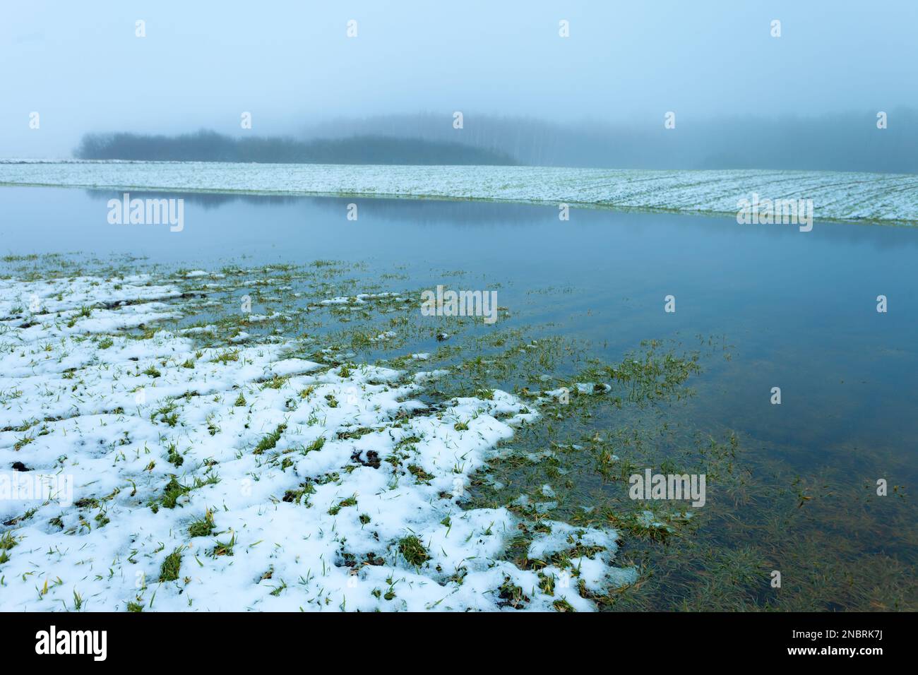 Schnee und Wasser auf einem Feld mit Winterkulturen an einem nebligen Tag, Blick auf den Januar in Ostpolen Stockfoto