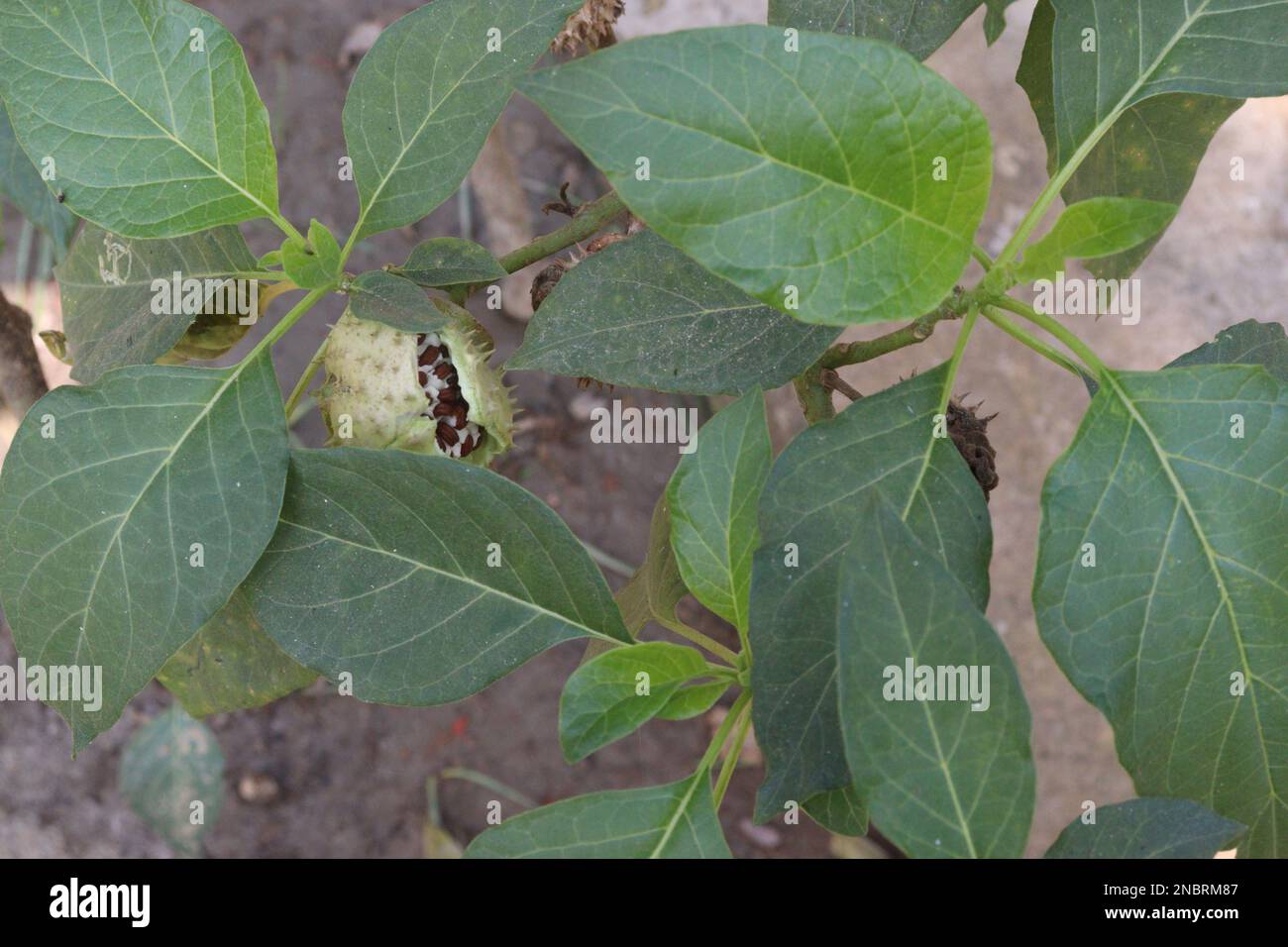 datura-Dornfrucht auf einem Baum im Betrieb für Kräuterpflanzen Stockfoto