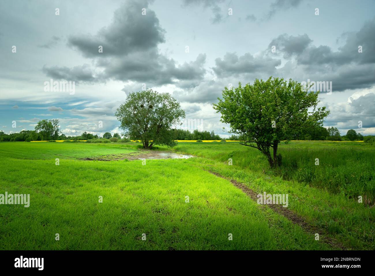 Bäume, die auf einem grünen Feld und am wolkigen Himmel wachsen, Zarzecze, Polen Stockfoto