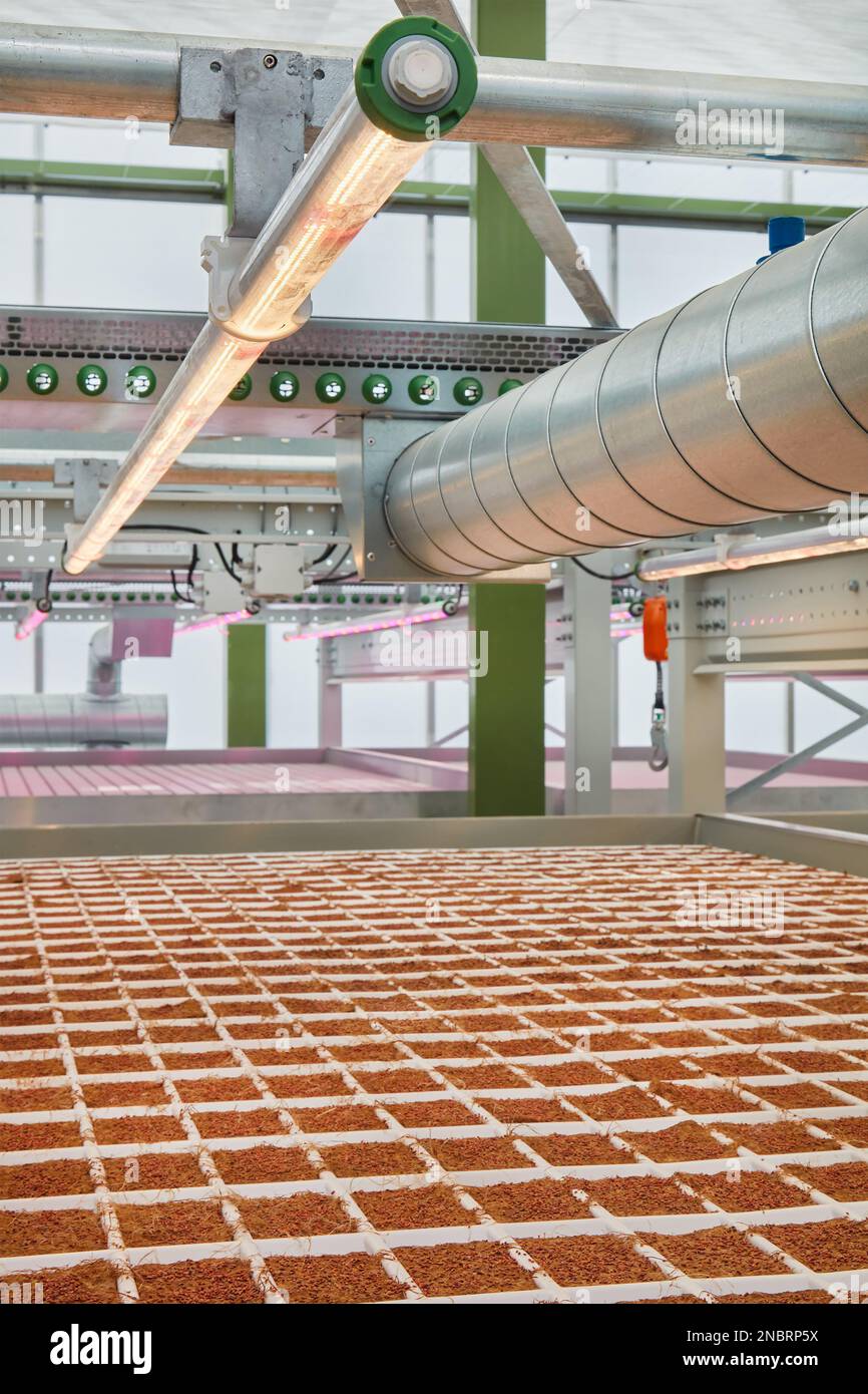 Neues vertikales städtisches Landwirtschaftssystem mit beleuchteten LED-Leuchten Stockfoto