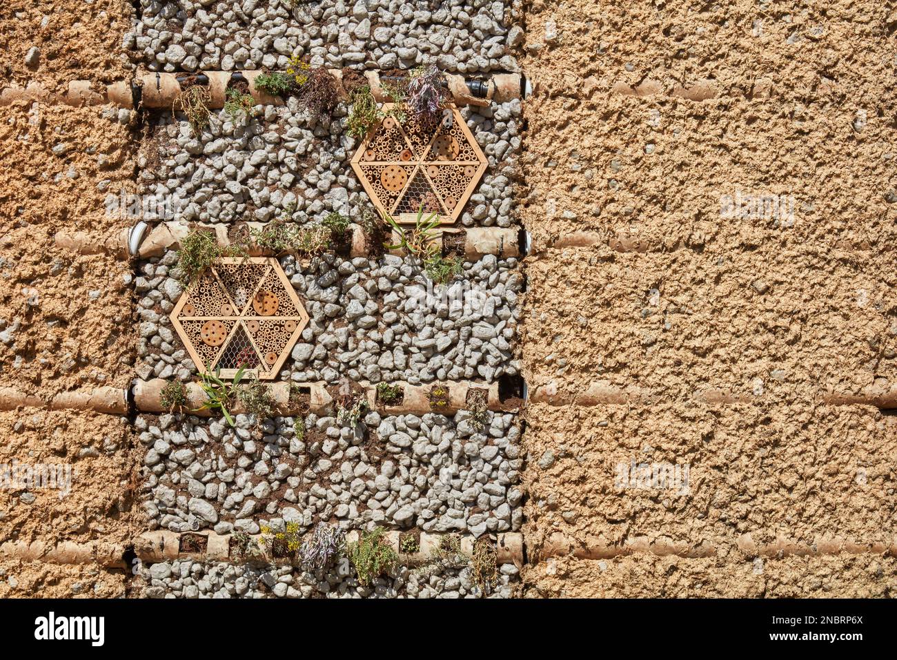 Umweltfreundliche Wand aus Lehm und Lehm mit Pflanzen und Insektenhotels Stockfoto