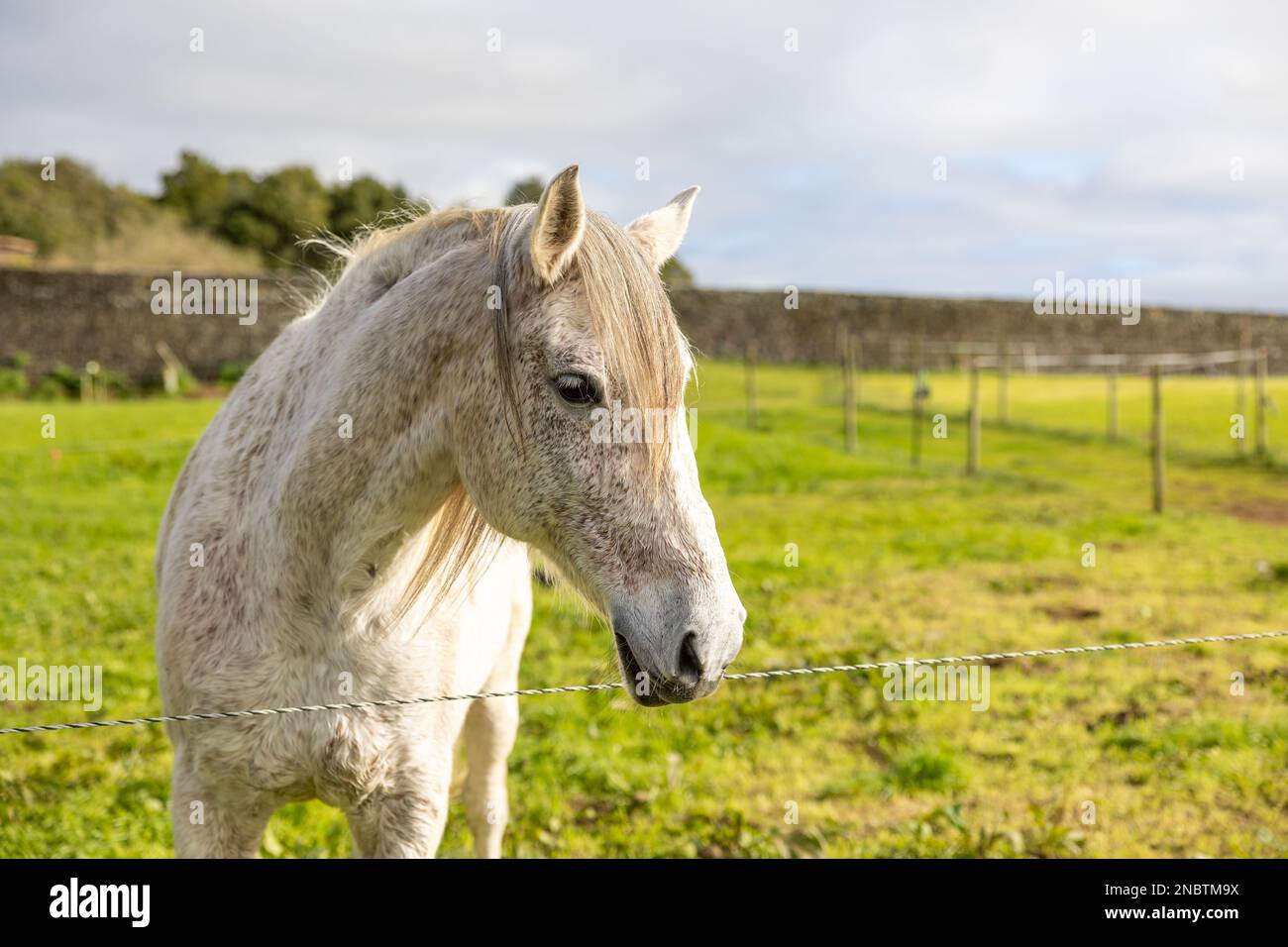 Weißes Pferd auf grüner Weide, freundlich und niedlich, draußen. Stockfoto