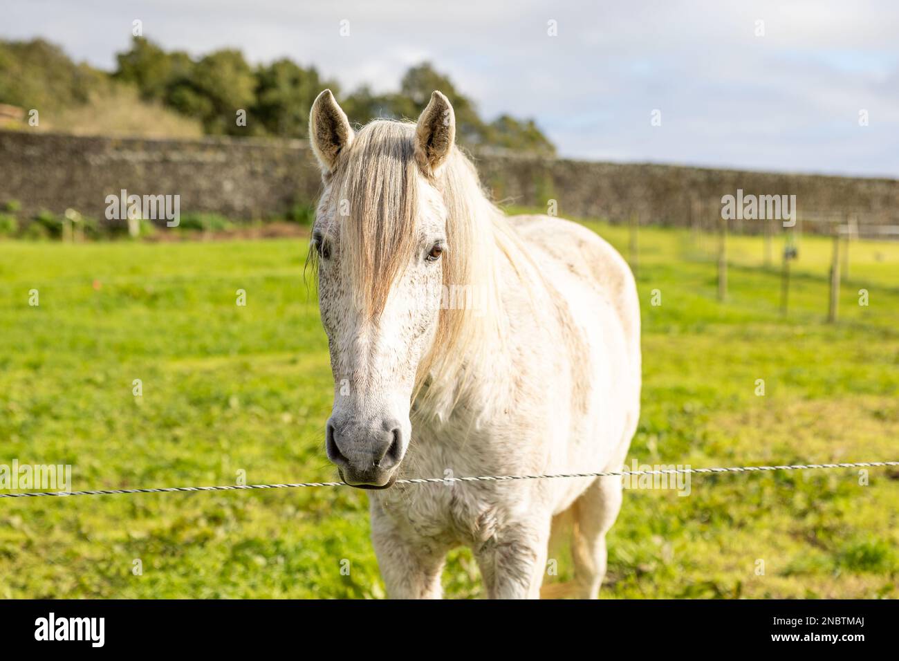 Weißes Pferd auf grüner Weide, freundlich und niedlich, draußen. Stockfoto