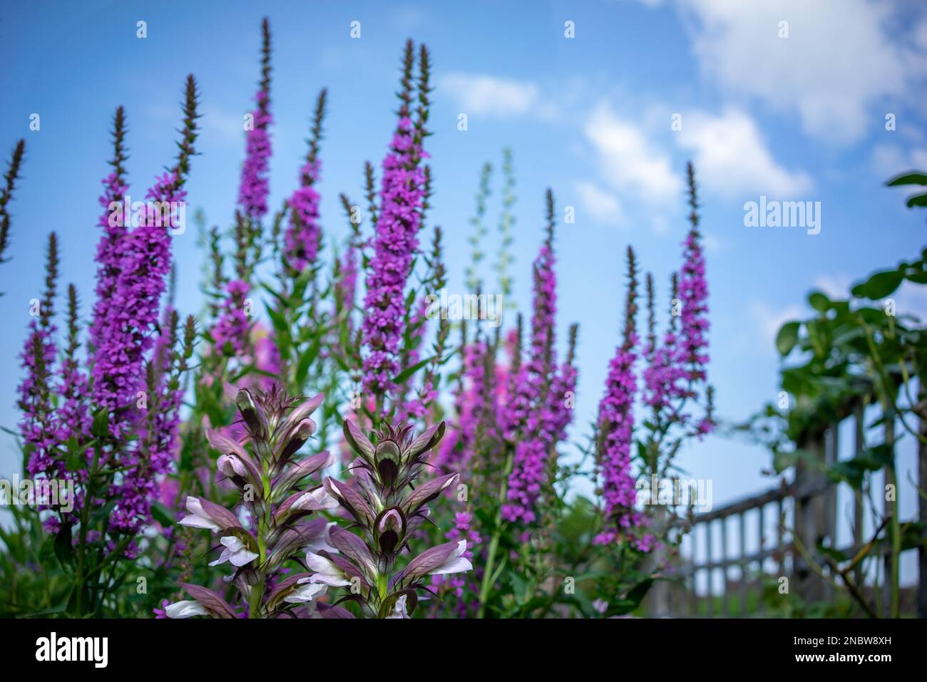 Peggy Davies' Garten in Five Oaks in West Sussex, England, Großbritannien Stockfoto