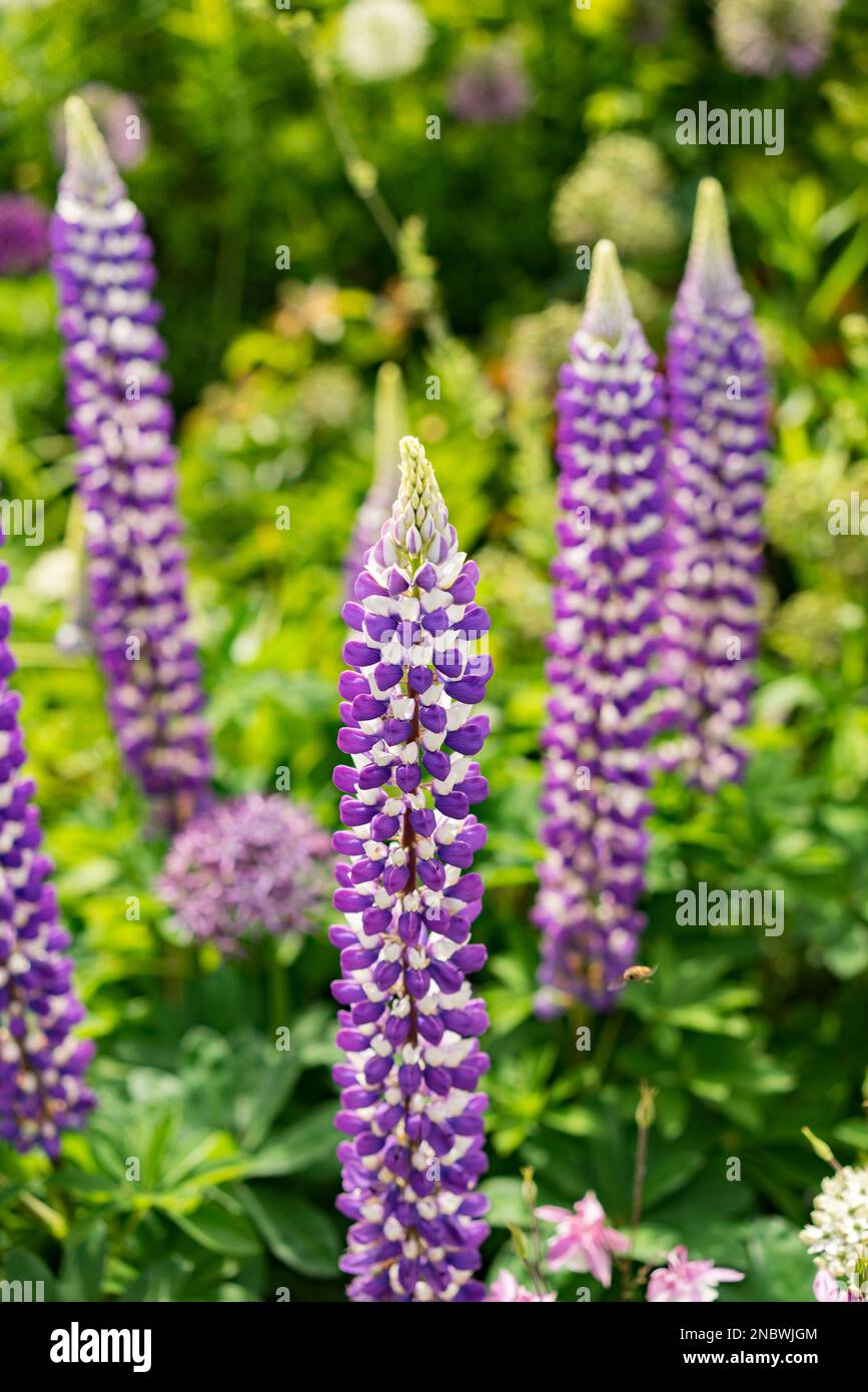 Helmingham Hall Gärten in Suffolk England. Lupinus, allgemein bekannt als Lupine oder Lupine (Nordamerika), ist eine Gattung blühender Pflanzen im Hülsenfrüchte f Stockfoto