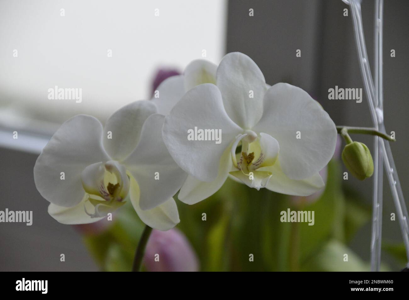 Schöne Blume Stockfoto