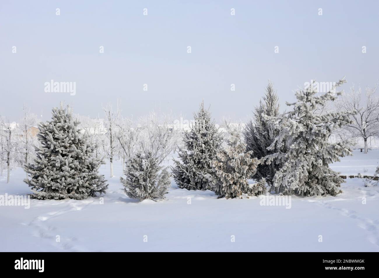 Immergrüne Bäume im Garten, bedeckt von Schneedecke, die noch schöne der Wintersaison. Stockfoto