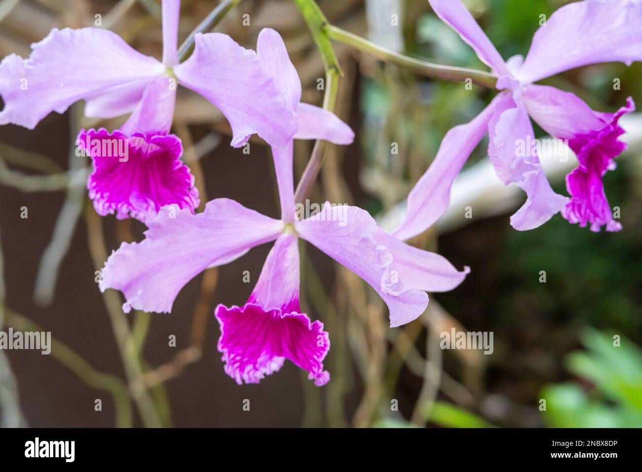 Orchideenblüten wachsen im Orchidarium Estepona, Malaga, Spanien. Orchidaceae, monocotyledone Pflanzen Stockfoto