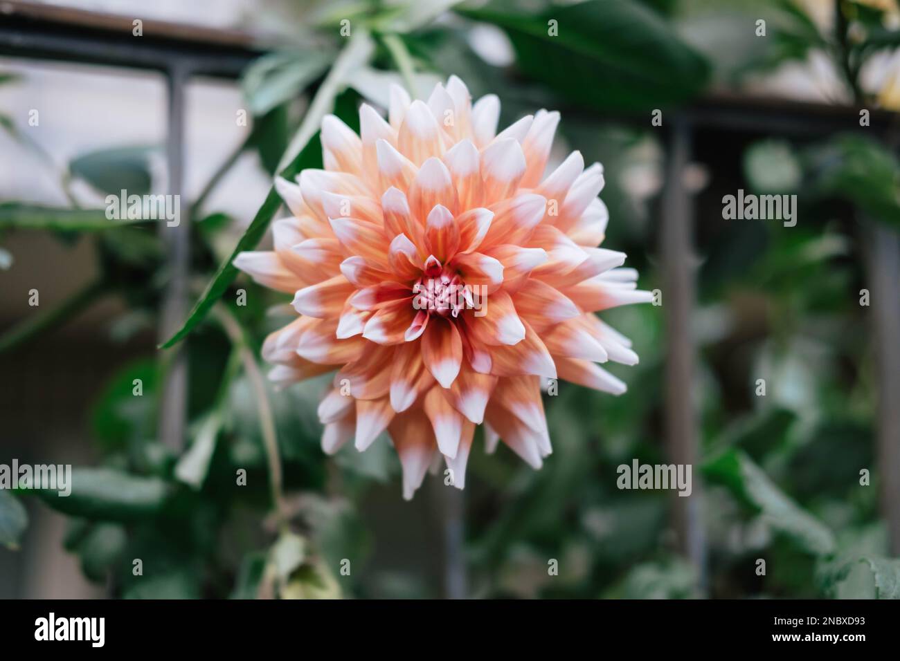 Ein horizontaler Schuss einer Dahlia mit großen Federn. Die wunderschöne Blume auf der Makroaufnahme ist ein schönes Valentinstagsgeschenk von der Natur. Stockfoto