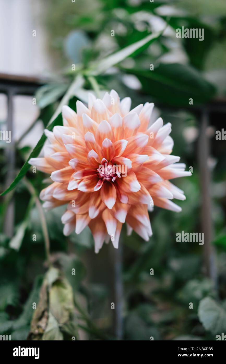 Ein vertikales Bild einer Dahlia mit großen Federn. Die wunderschöne Blume auf der Makroaufnahme ist ein schönes Valentinstagsgeschenk von der Natur. Stockfoto