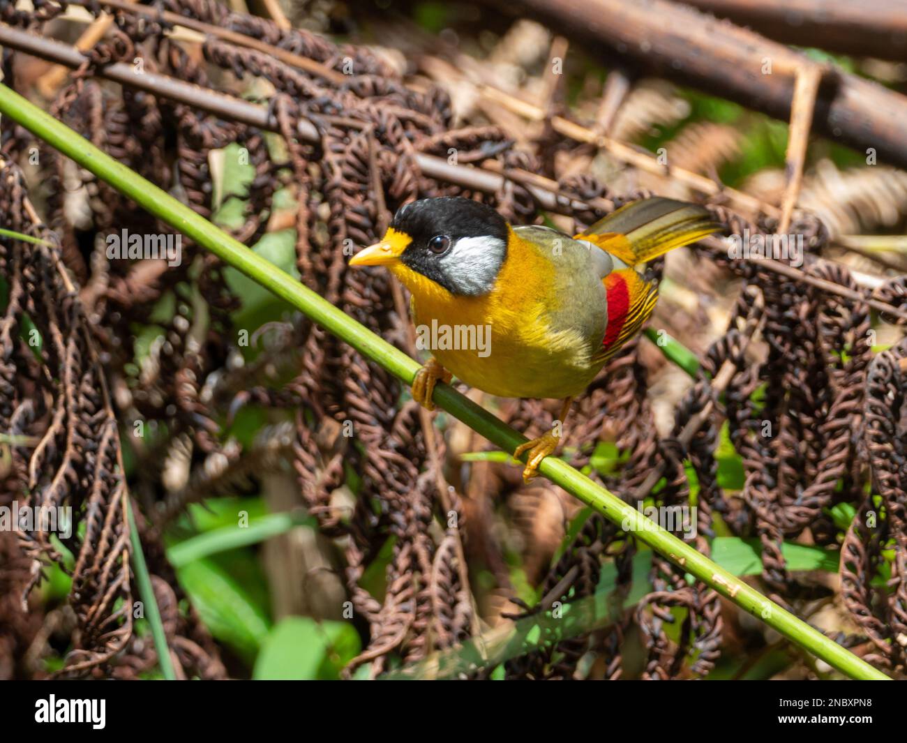 Silberohr-Mesia, Leiothrix argentauris, ein atemberaubender Vogel im Wald von Malaysia Stockfoto