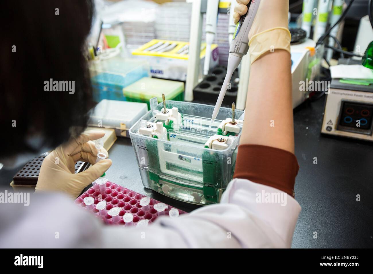 Die Western-Blot-Analyse als Proteinanalyse zum Proteinnachweis. Diese Technik wird in medizinischen oder Forschungslabors verwendet. Außerdem erkennt die Methode HIV Stockfoto