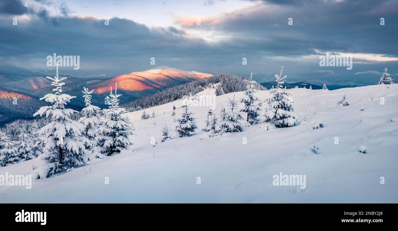 Das erste Sonnenlicht auf den Berggipfeln. Fantastischer Sonnenaufgang in den Karpaten, der Ukraine, Europa. Skitour auf unberührten schneebedeckten Hügeln. Die Schönheit der Natur Stockfoto