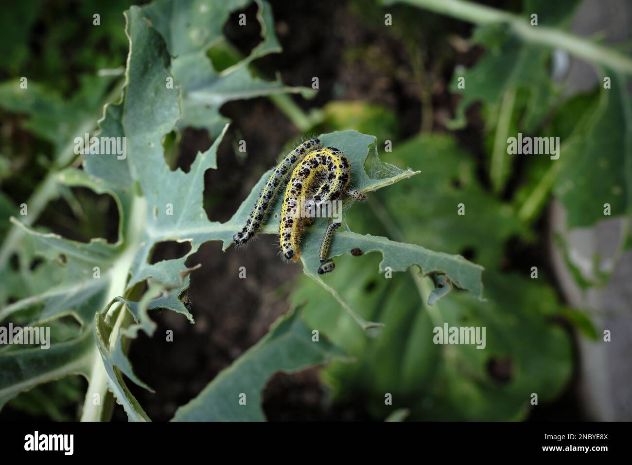 Eine kohlweiße Raupe auf Vegetation in einem britischen Garten Stockfoto
