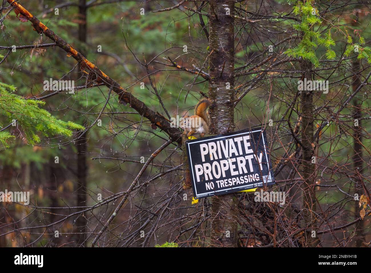 Amerikanisches rotes Eichhörnchen auf einem Schild "Betreten verboten" im Norden von Wisconsin. Stockfoto