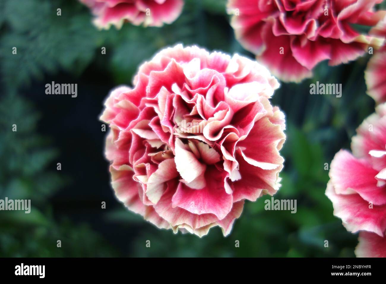 Rosa & Weiße Nelken „Dianthus Caryophyllus“ (Kieron) Blumen auf der Southport Flower Show, Merseyside, Lancashire, England, Großbritannien. Stockfoto