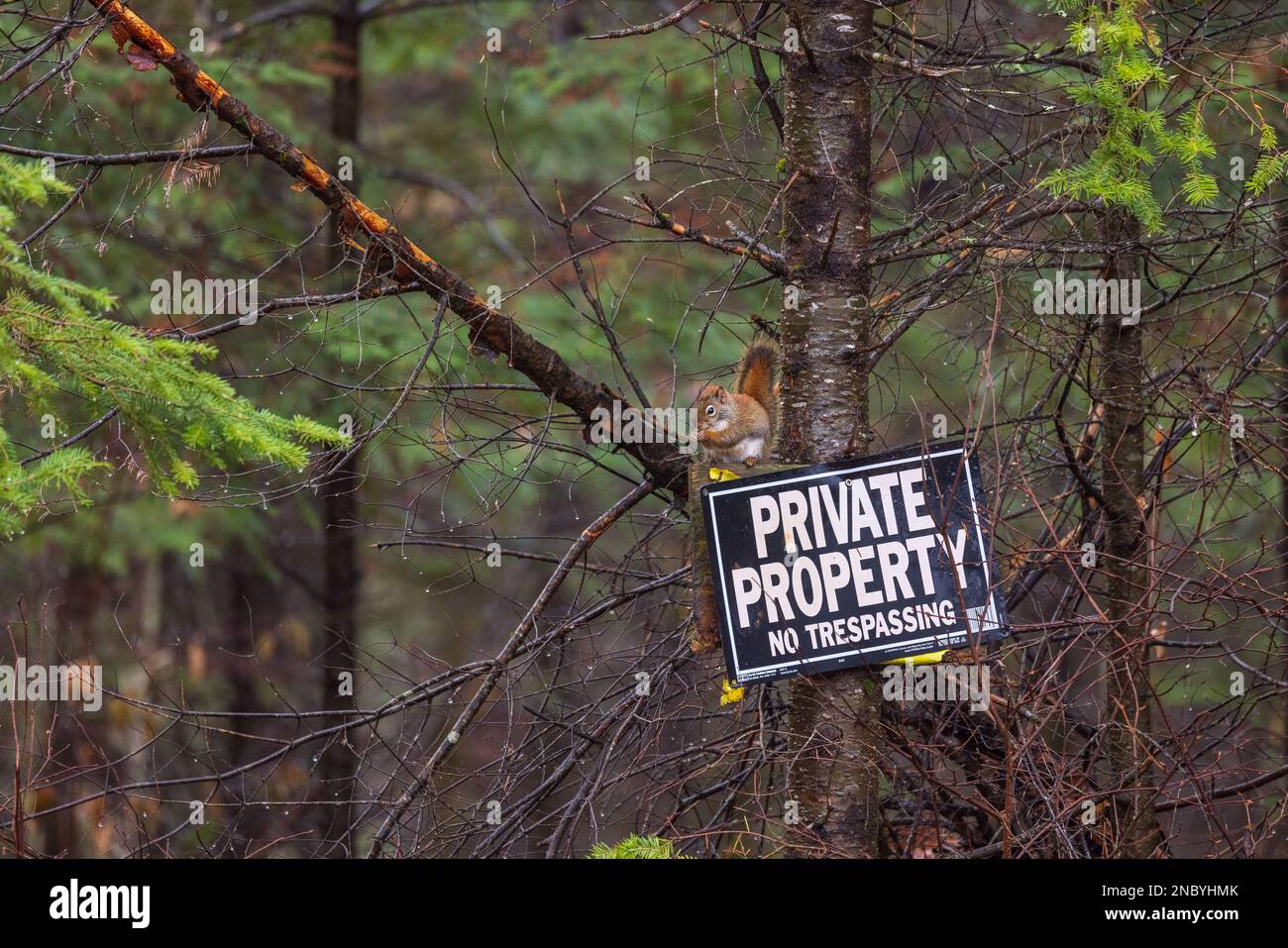 Amerikanisches rotes Eichhörnchen auf einem Schild "Betreten verboten" im Norden von Wisconsin. Stockfoto