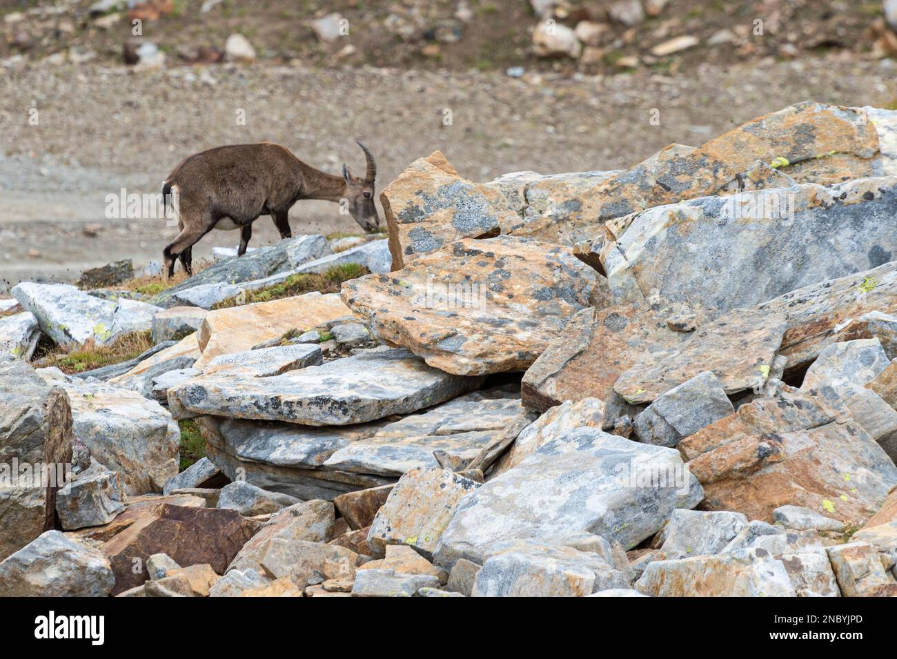 Ibex, alagna valsesia, italien Stockfoto
