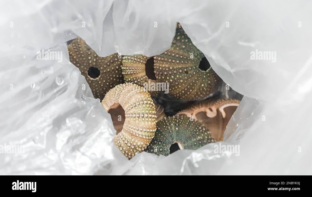 Seeigel-Muscheln in einer Plastiktüte Stockfoto