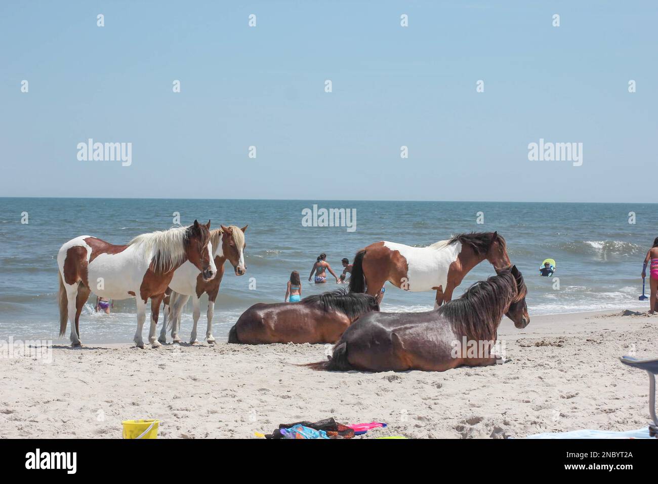 Assateagues Island Wildpferde oder Ponys am Strand und am Meer im Sommer, auch in Chincoteague zu finden Stockfoto