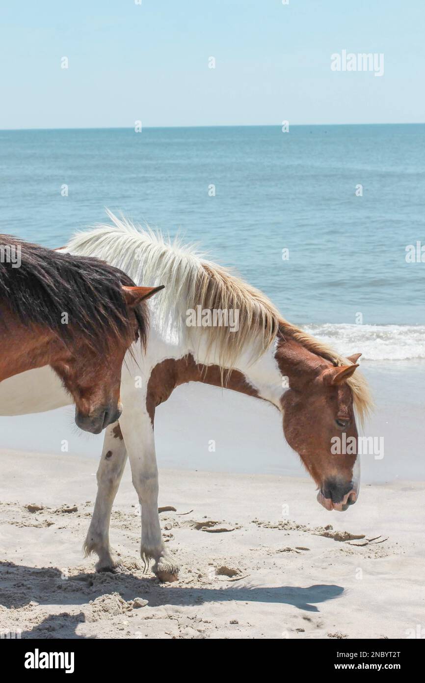 Assateagues Island Wildpferde oder Ponys am Strand und am Meer im Sommer, auch in Chincoteague zu finden Stockfoto