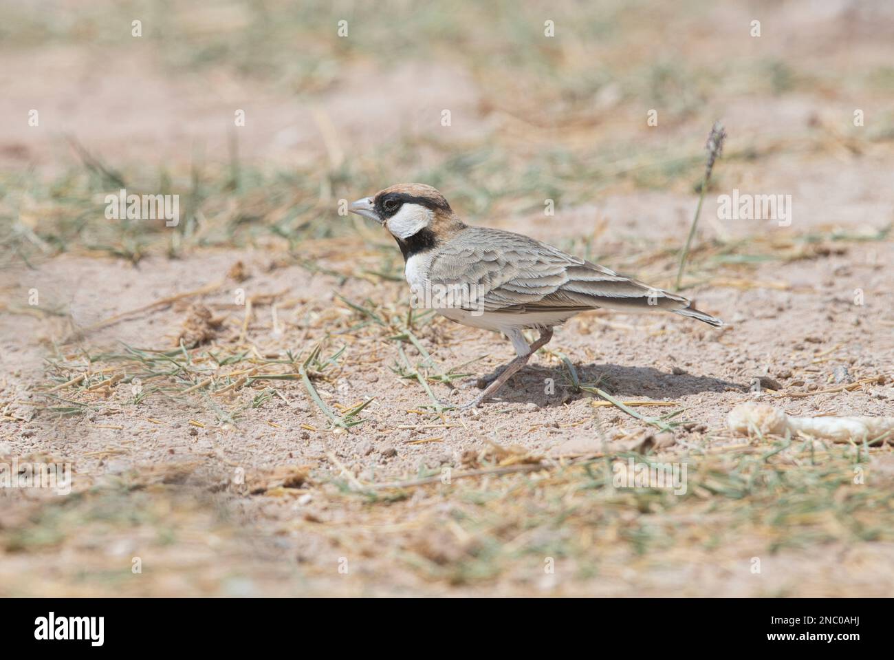 Fischer'scher Spatz-Lark (Eremopterix leucopareia) erwachsener Mann Stockfoto