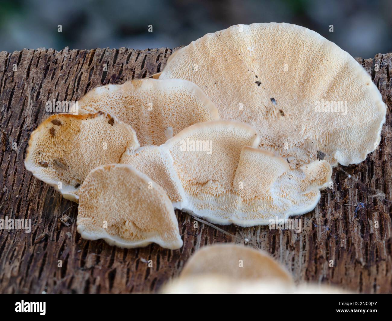 Unterseite und Kiemen des Fruchtkörpers des haarigen Halterungspilzes Trametes hirsutus, der in einem Eichenholz in Großbritannien wächst Stockfoto