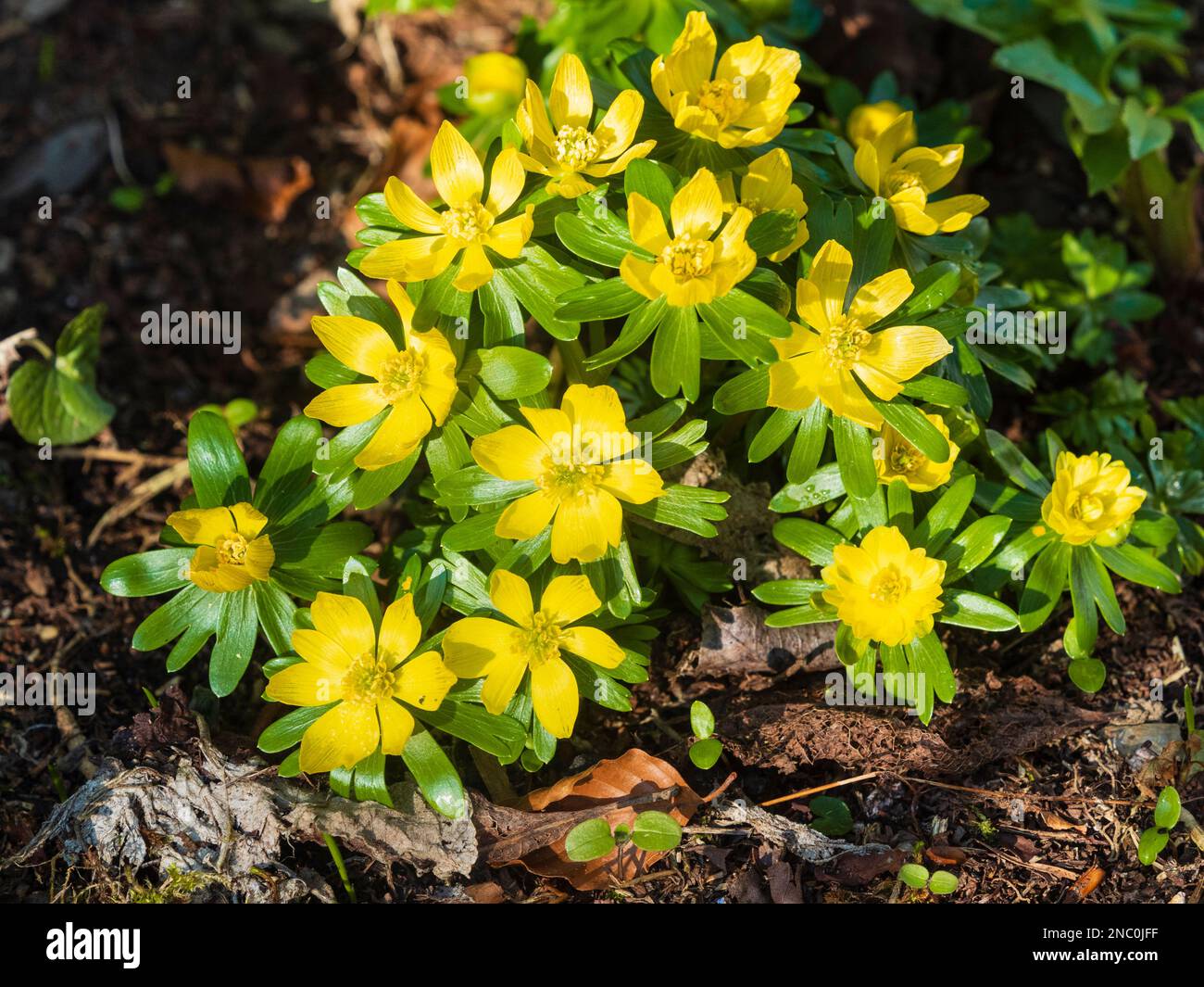 Gelbe Winterblumen der zwergen Knolle, Eranthis hyemalis, Winteraconit Stockfoto