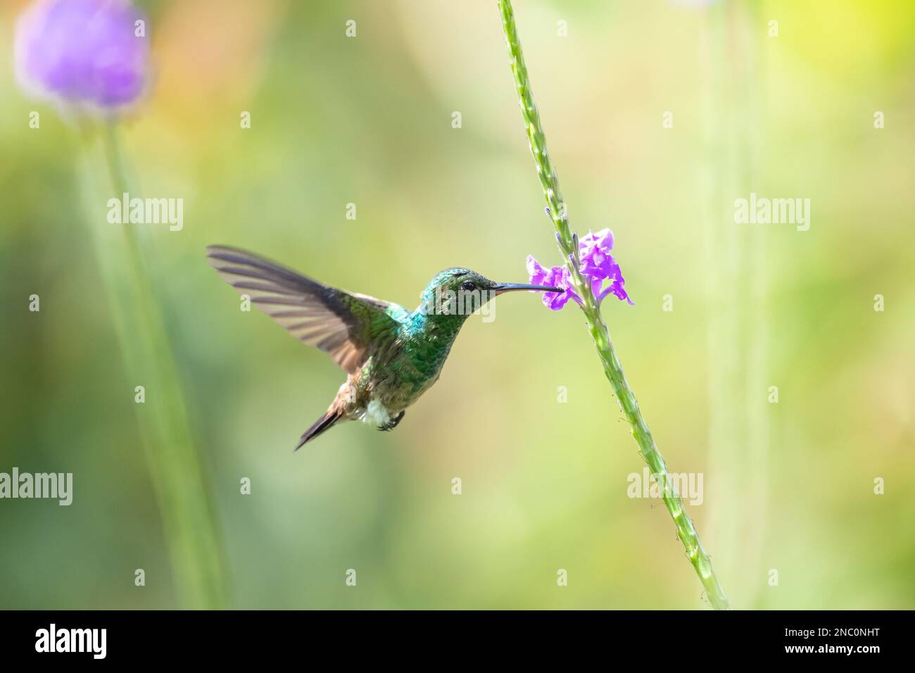 Der junge kupferfarbene Kolibri frisst eine lila Eisenkraut-Blume mit weichen, gedämpften Farben. Stockfoto