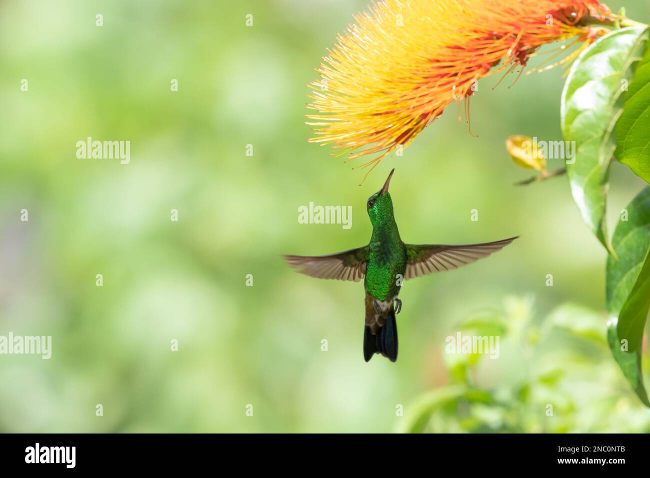 Hübscher Kolibri mit Flügeln, die zu einer orangefarbenen Affenpinsel-Blume fliegen. Stockfoto