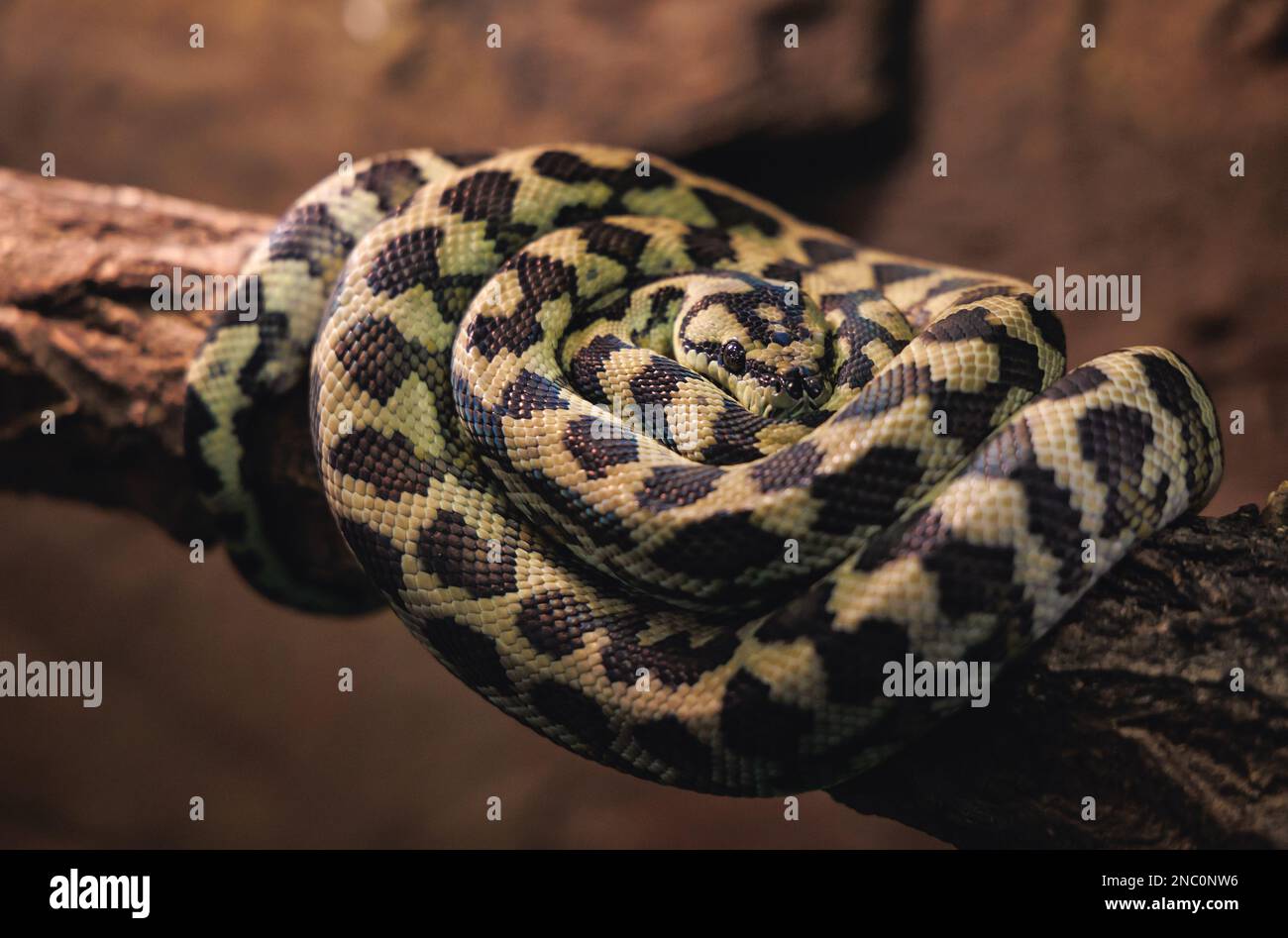 Teppichpython - Morelia spilota in einem Terrarium Stockfoto