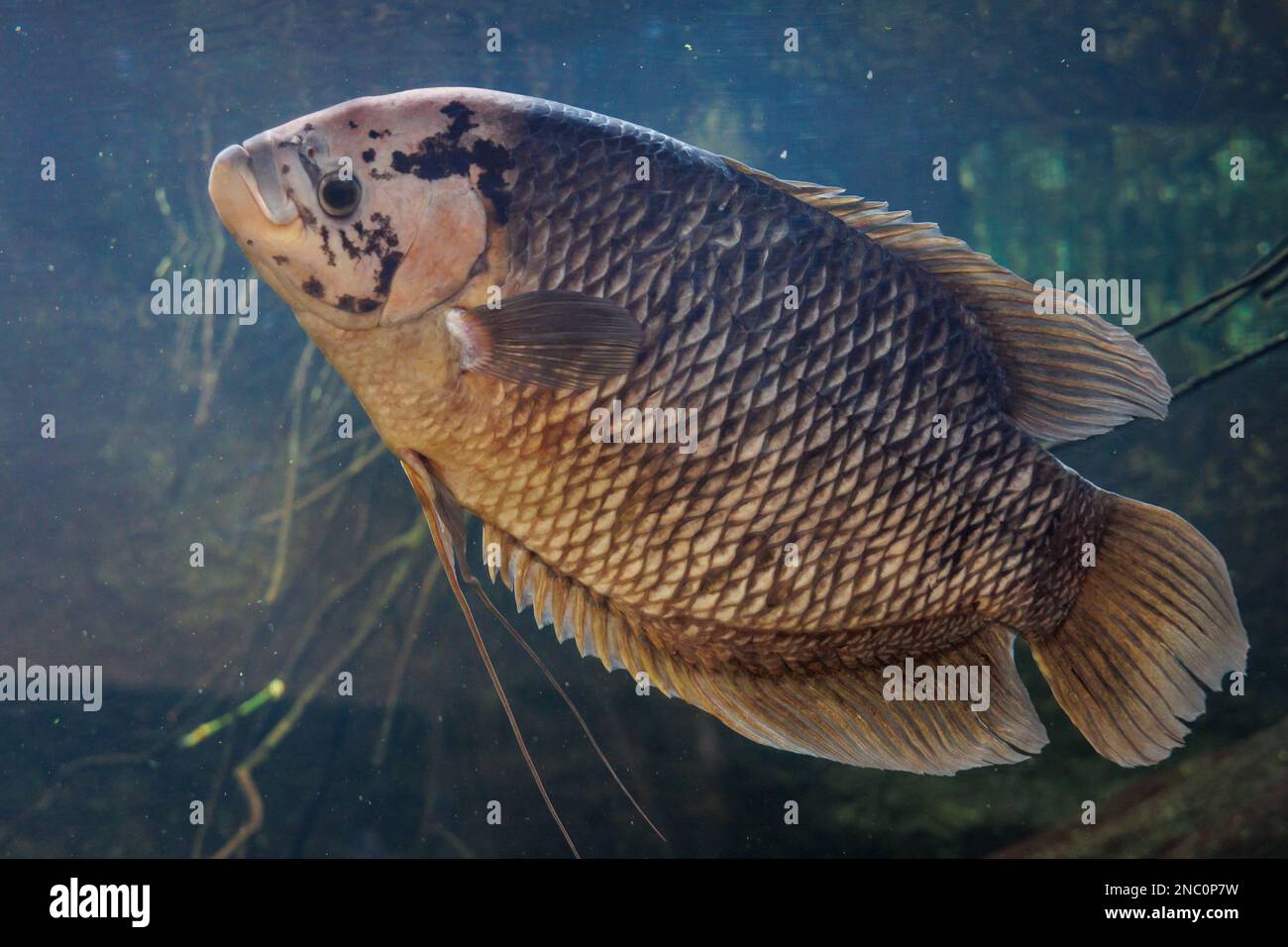 Riesen-Gourami - Osphronemus Goramy in einem Aquarium Stockfoto