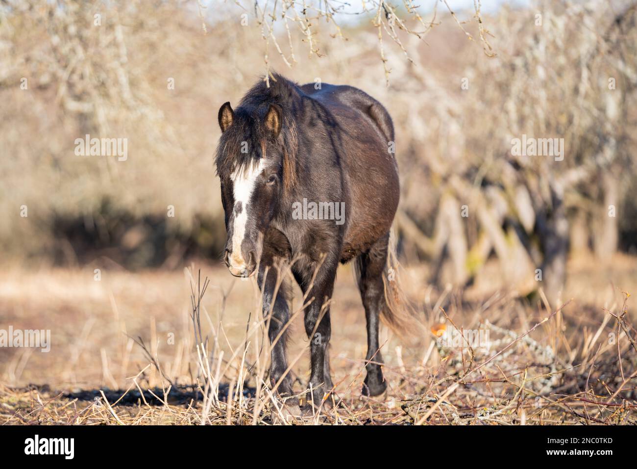 Ein aus Estland stammendes Pferd ( estnischer Klepper), das in einem alten Apfelgarten spaziert. Frühling auf der Insel. Stockfoto