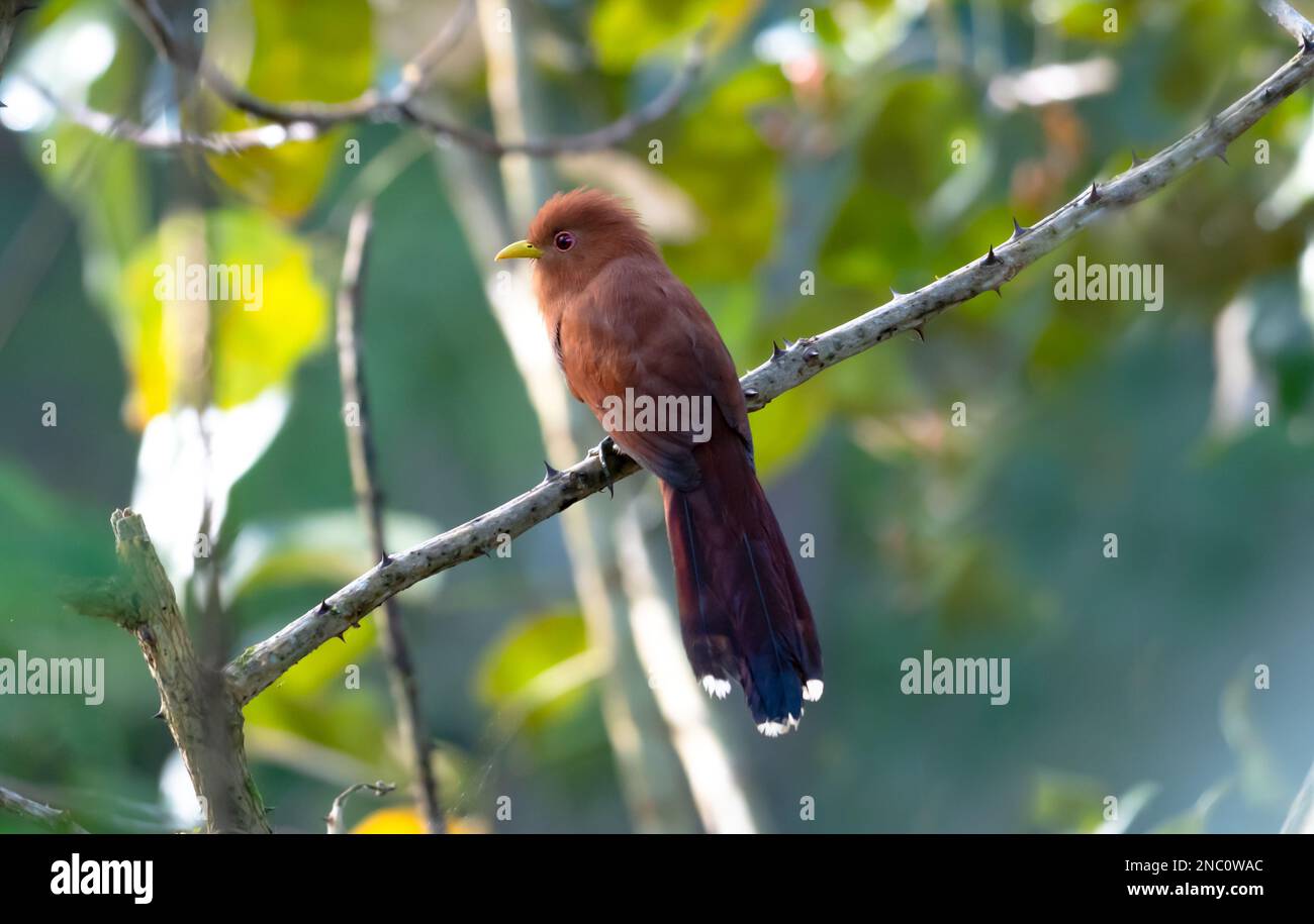 Kleiner Kuckuckucksvogel, hoch oben auf einem Ast im Wald, mit sanften Farben des Morgenlichts. Stockfoto