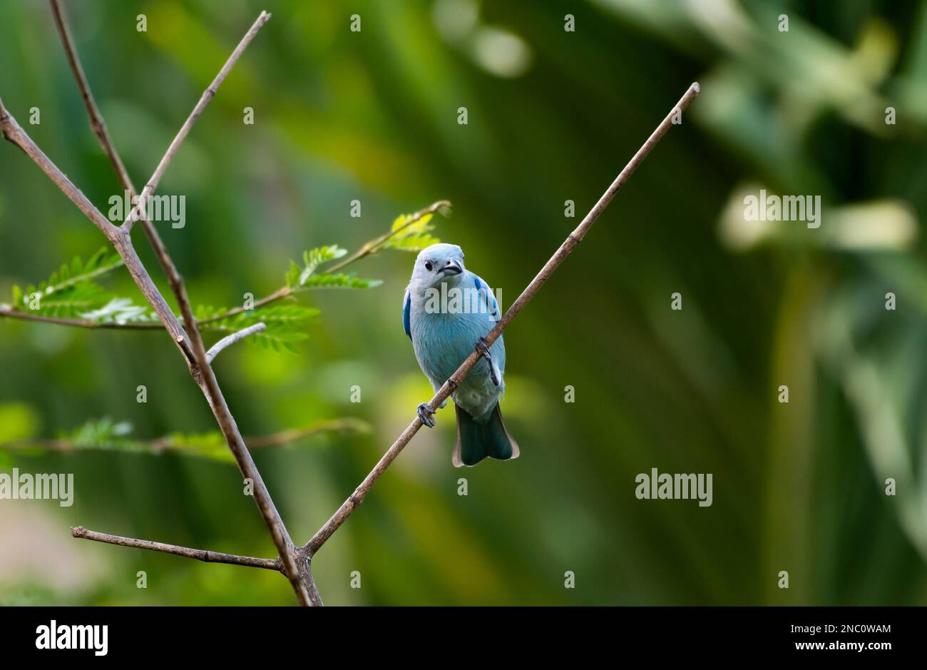 Hübscher blauer Vogel, hoch oben auf einem Zweig in sanften, frühen Lichtstrahlen. Stockfoto
