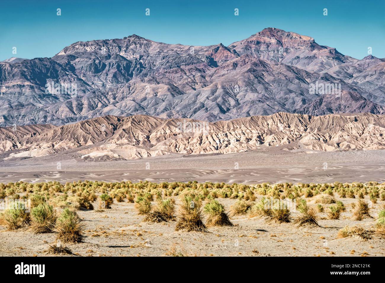 Devil's Cornfield im Death Valley-Nationalpark, Kalifornien, USA Stockfoto
